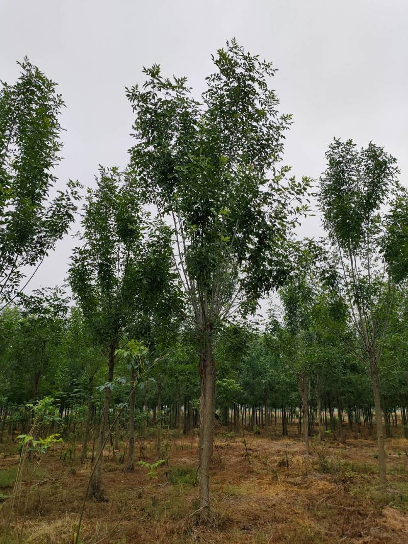 白蜡发冒12公分，周口精品白蜡10-14公分，一级货，