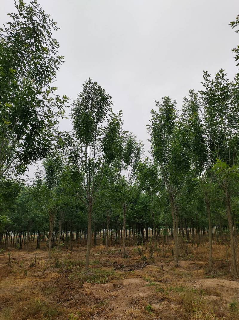 白蜡发冒12公分，周口精品白蜡10-14公分，一级货，