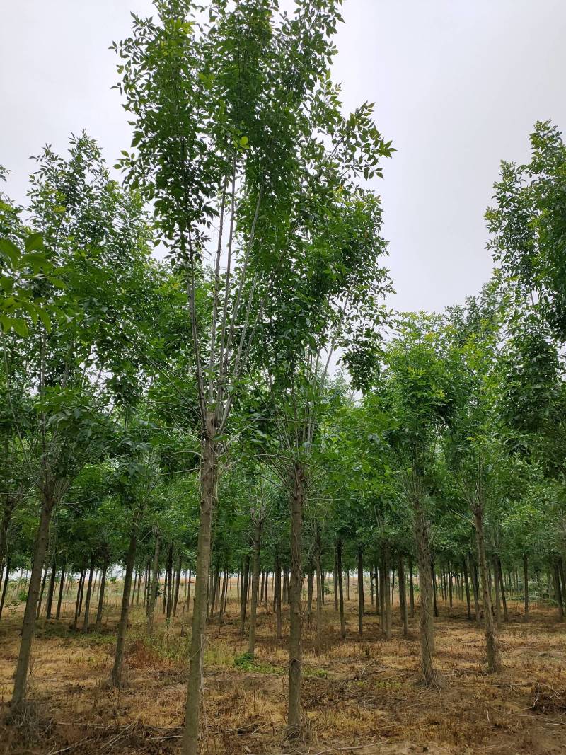 白蜡发冒12公分，周口精品白蜡10-14公分，一级货，