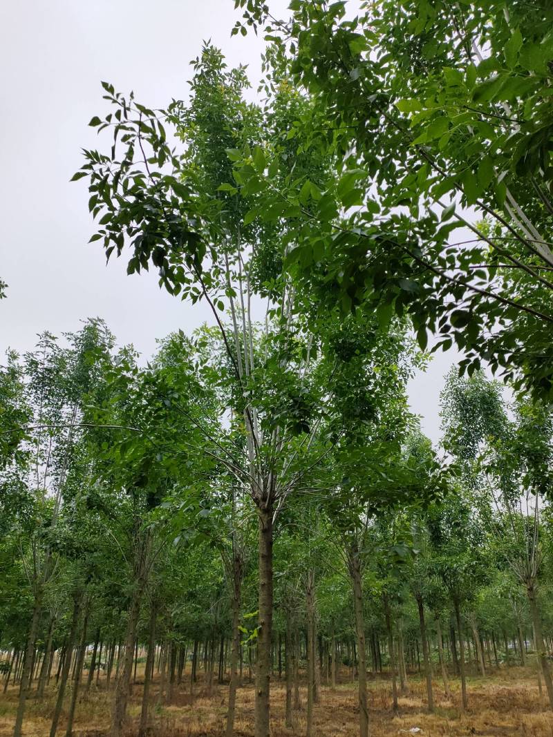 白蜡发冒12公分，周口精品白蜡10-14公分，一级货，