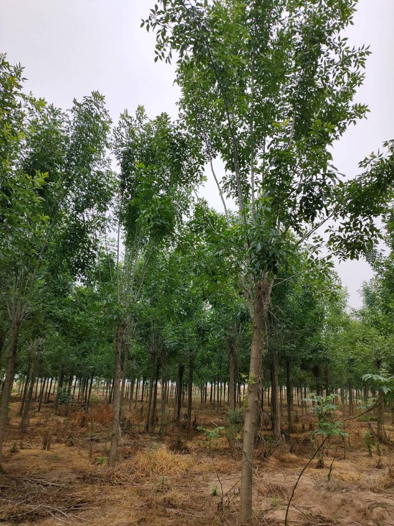 白蜡发冒12公分，周口精品白蜡10-14公分，一级货，