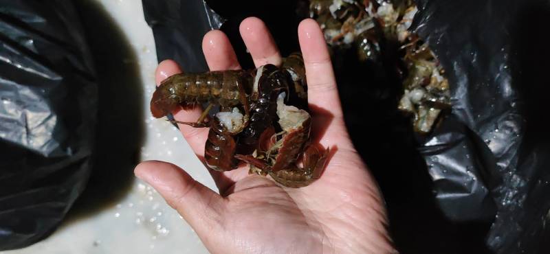 【鲜小龙虾尾】饭店烧烤油焖夜市直供