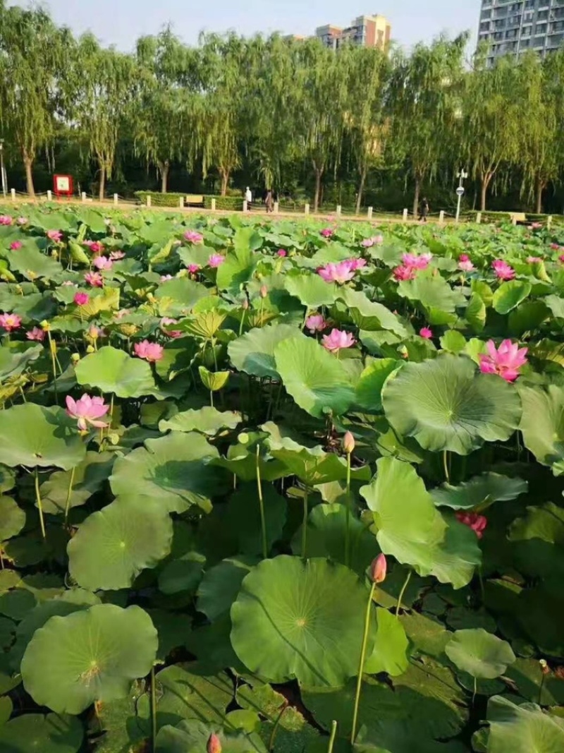 白洋淀荷花苗，野生古代红莲，深水耐寒品种，量大价优