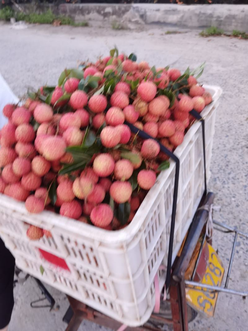 挂味荔枝黑叶糯米糍大量市场