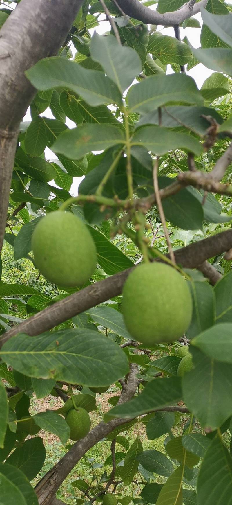 青皮核桃