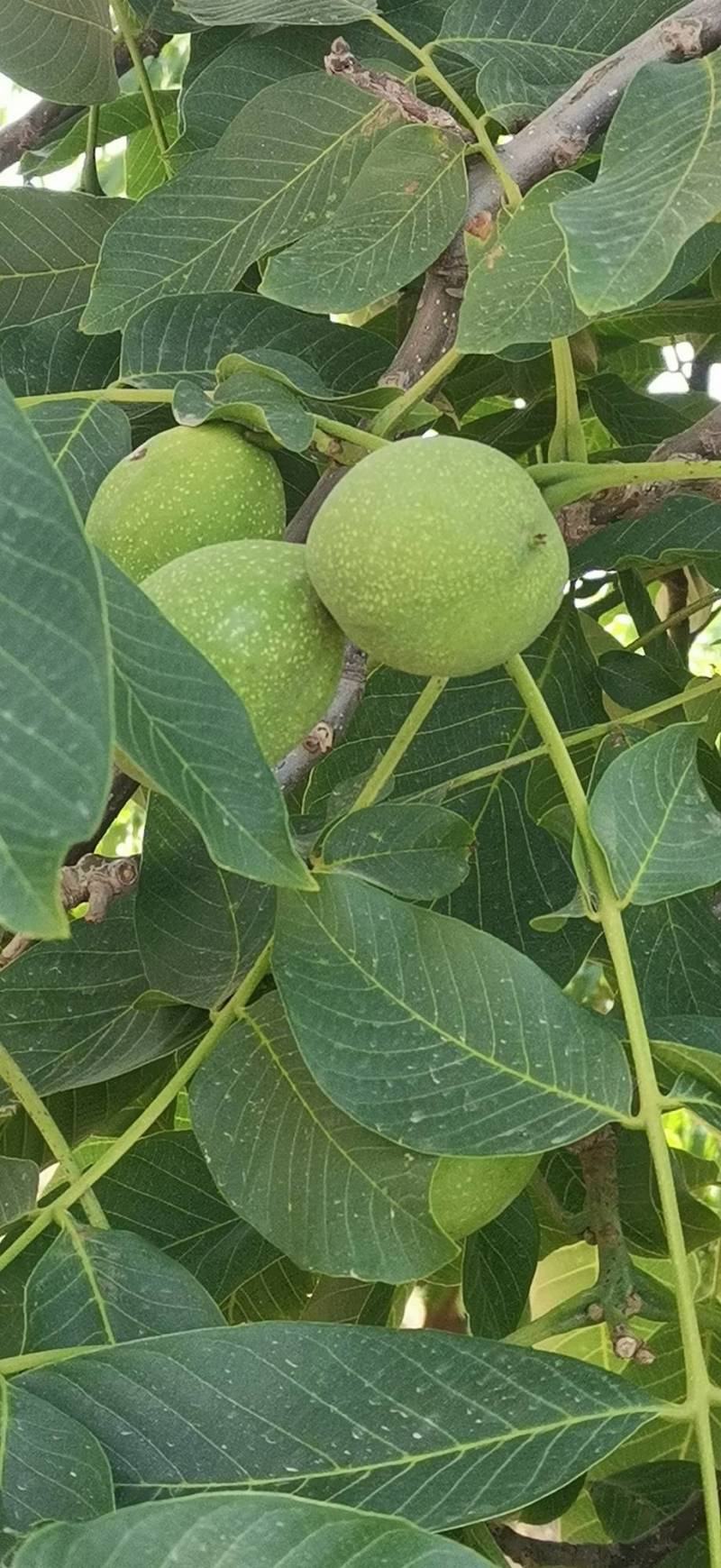 青皮核桃