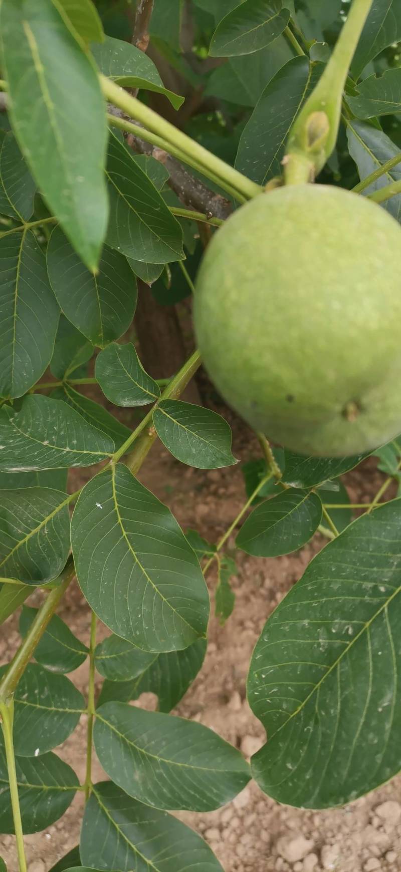 青皮核桃