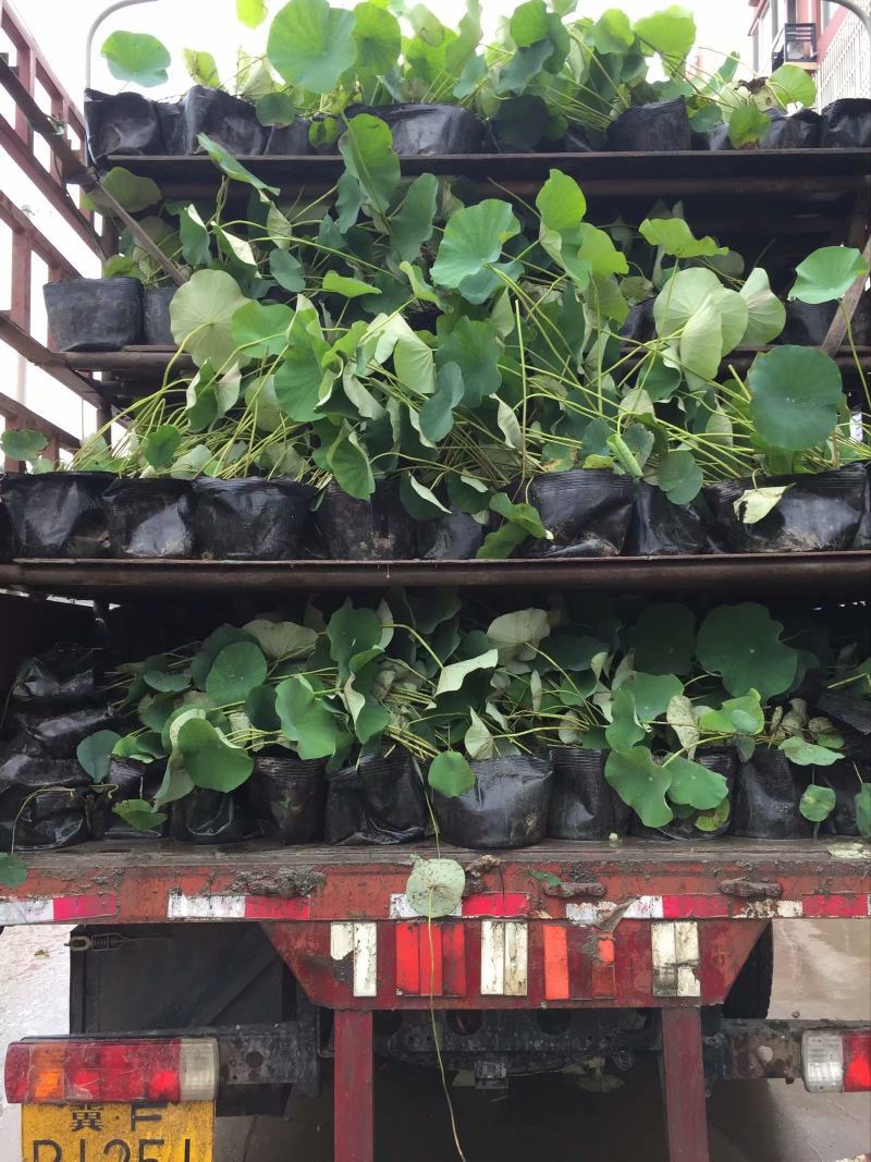 盆栽荷花荷花苗精品盆栽荷花自产自销保质保量