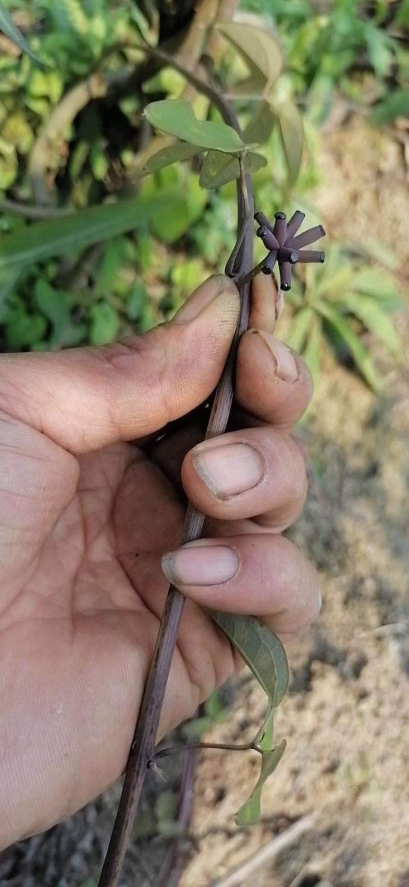 八月果八月炸糯软甜