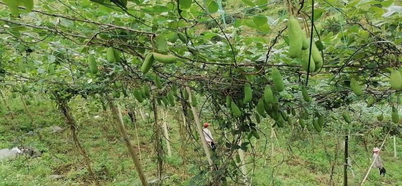 八月果八月炸糯软甜