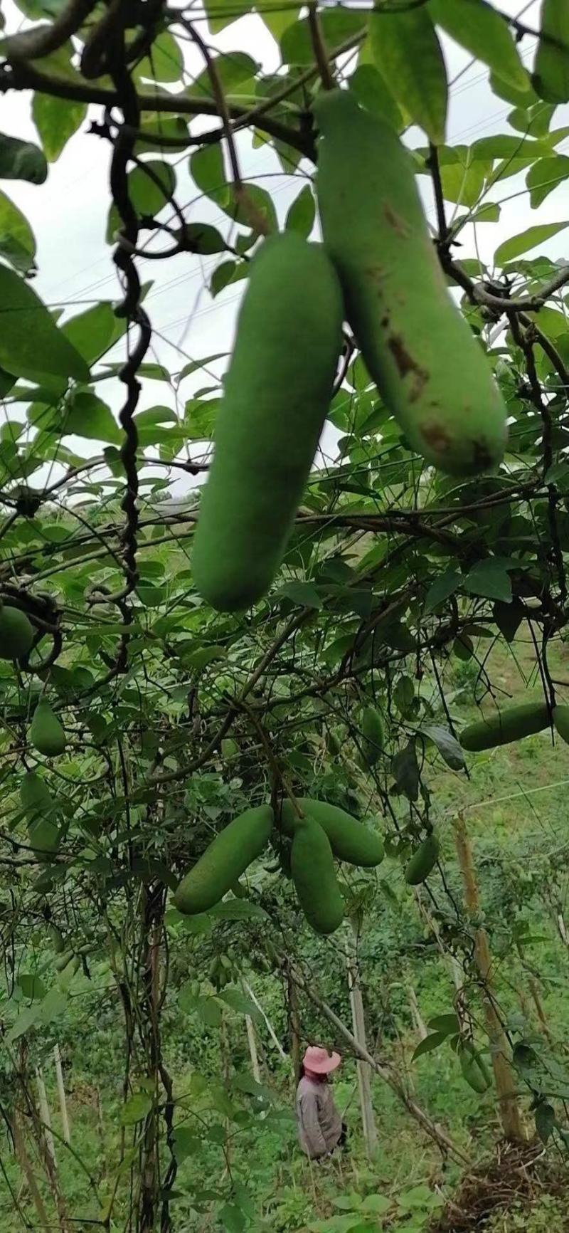 八月果八月炸糯软甜
