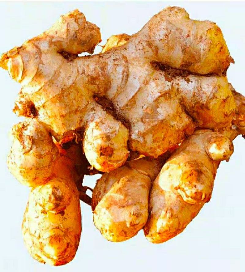 云南小黄姜姜味浓郁原汁原味香辣多汁美味保质保量