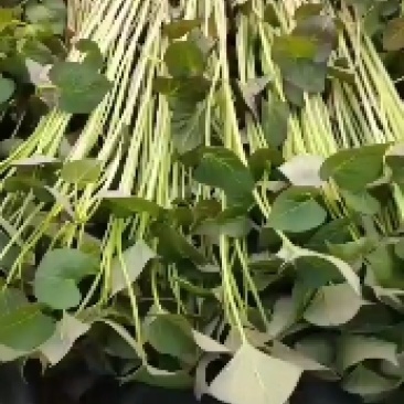 出售慧谷脱毒原种红薯苗，有要的联系我，品种齐全