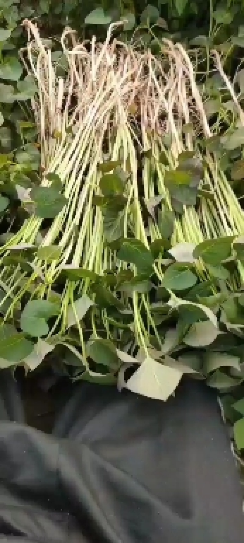 出售慧谷脱毒原种红薯苗，有要的联系我，品种齐全