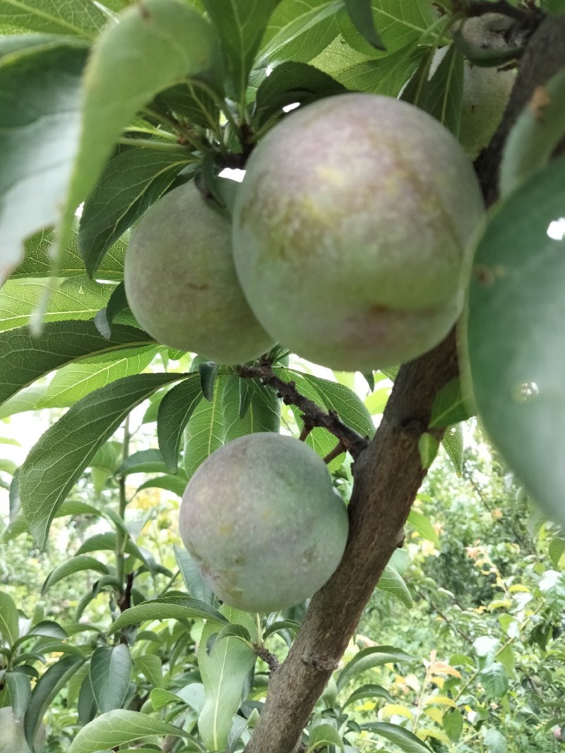 五月脆，口感脆甜，是李子中的精品，欢迎咨询