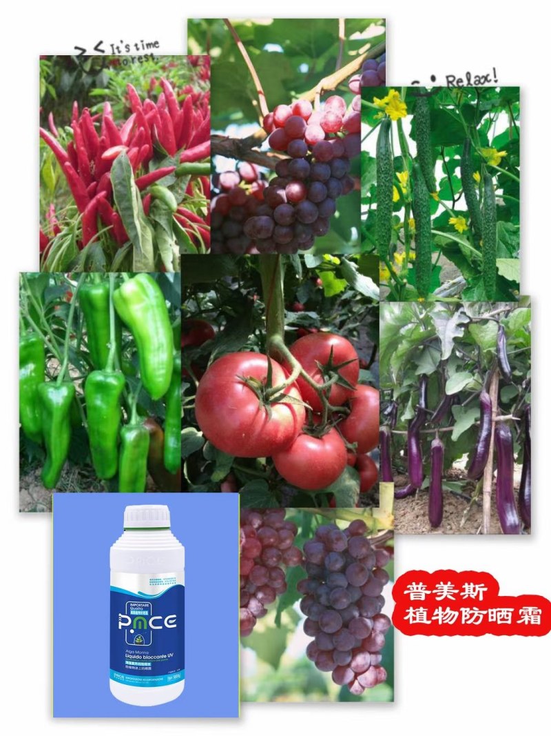 美斯植物防晒霜--海藻紫外线阻隔液给植物涂上防晒霜