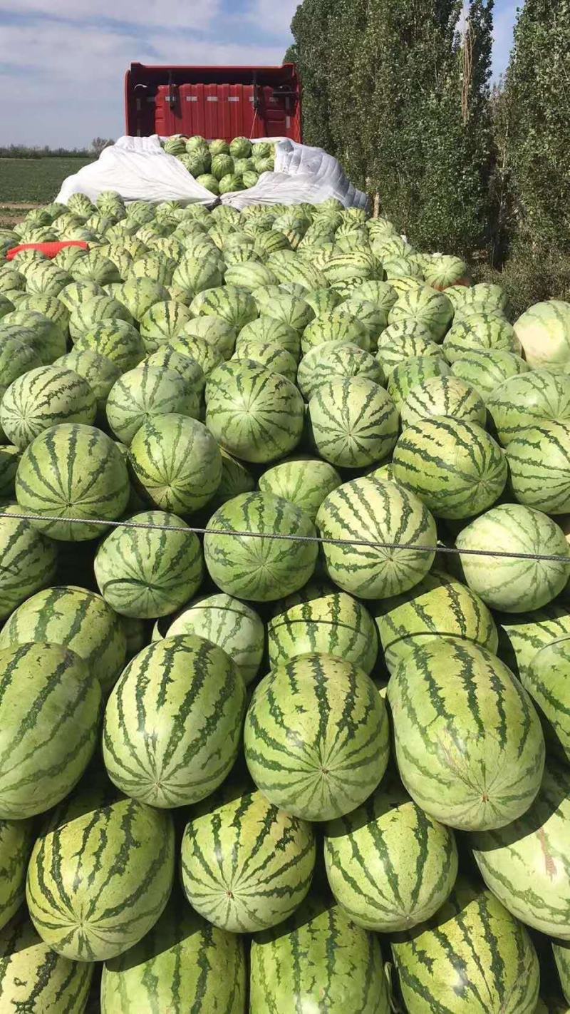 新疆阿克苏金城5号西瓜10斤打底8成熟，欢迎联系