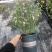 小木槿一加仑盆栽微草莓优雅女士可一件代发常年有货