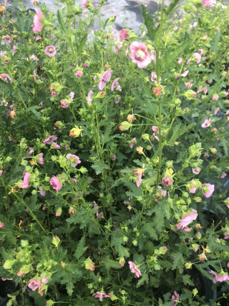 小木槿一加仑盆栽微草莓优雅女士可一件代发常年有货