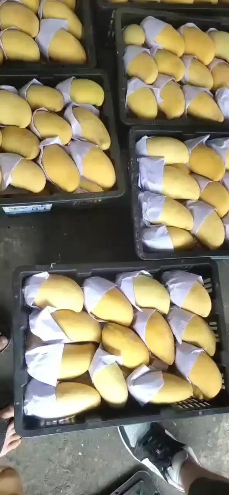 云南热带水果鹰嘴芒大量上市货源充足需要的老板联系