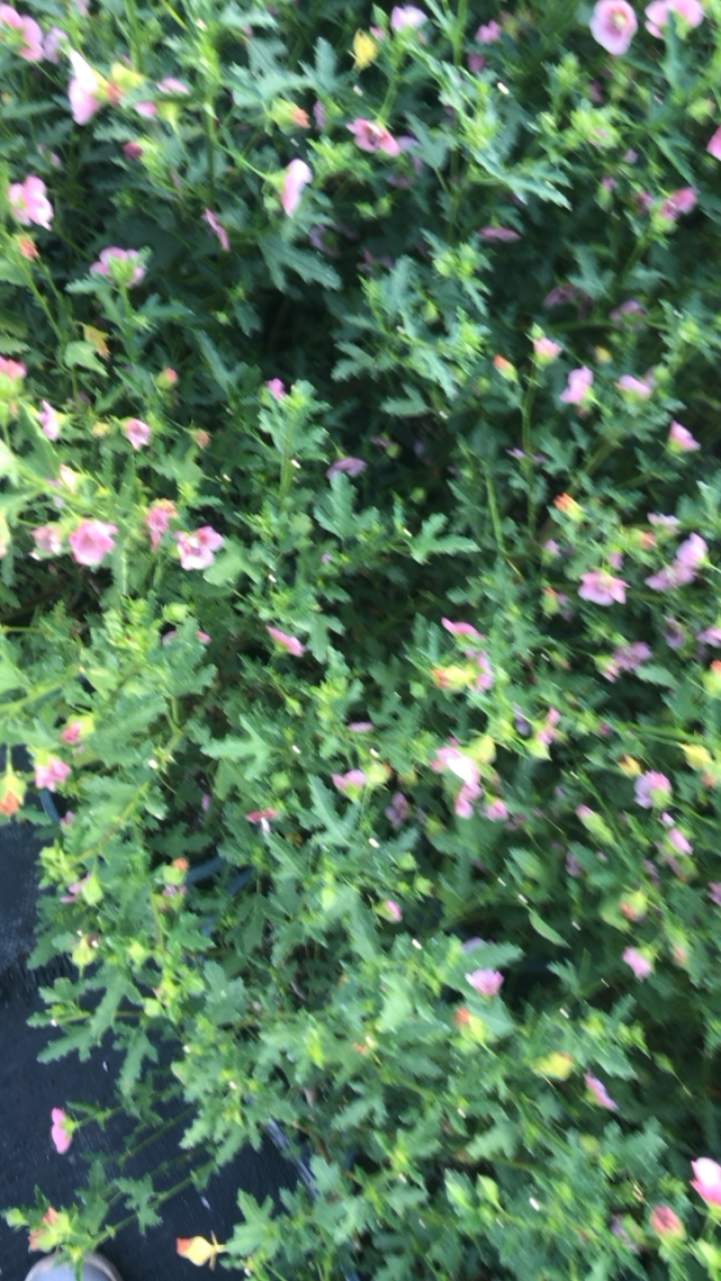 小木槿一加仑盆栽微草莓优雅女士可一件代发常年有货