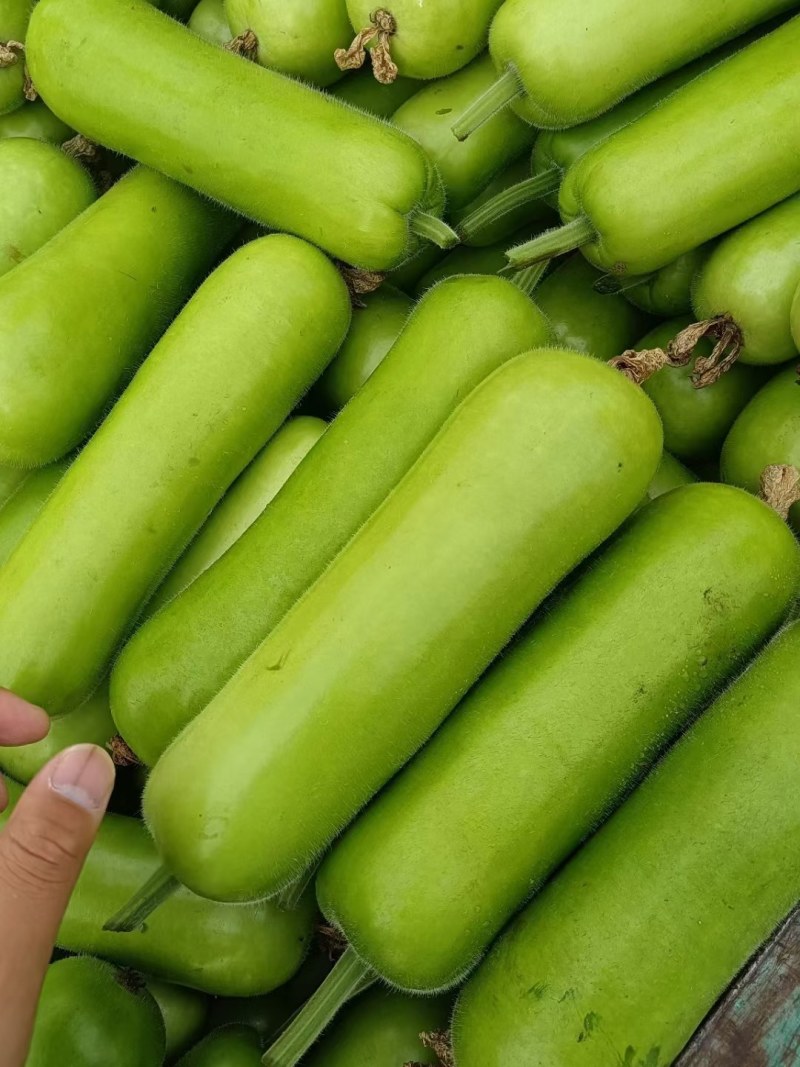 河南精品青瓠瓜，蒲瓜，瓠瓜颜色绿，万亩基地直供全国