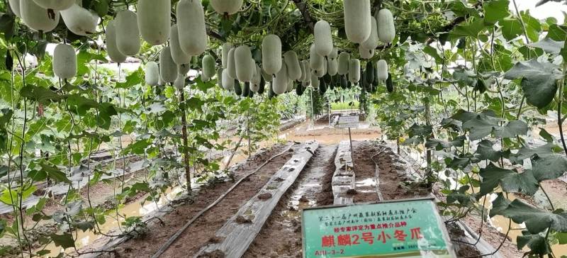【减灾助农河南加油】麒麟二号小冬瓜小巧玲珑粉皮