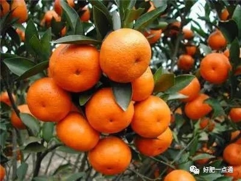 糖醇钙螯合态防裂果缩果畸形果增强果实品质糖度硬度着色