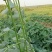 【红薯苗】苏薯303大田红薯苗早熟高产口感香甜