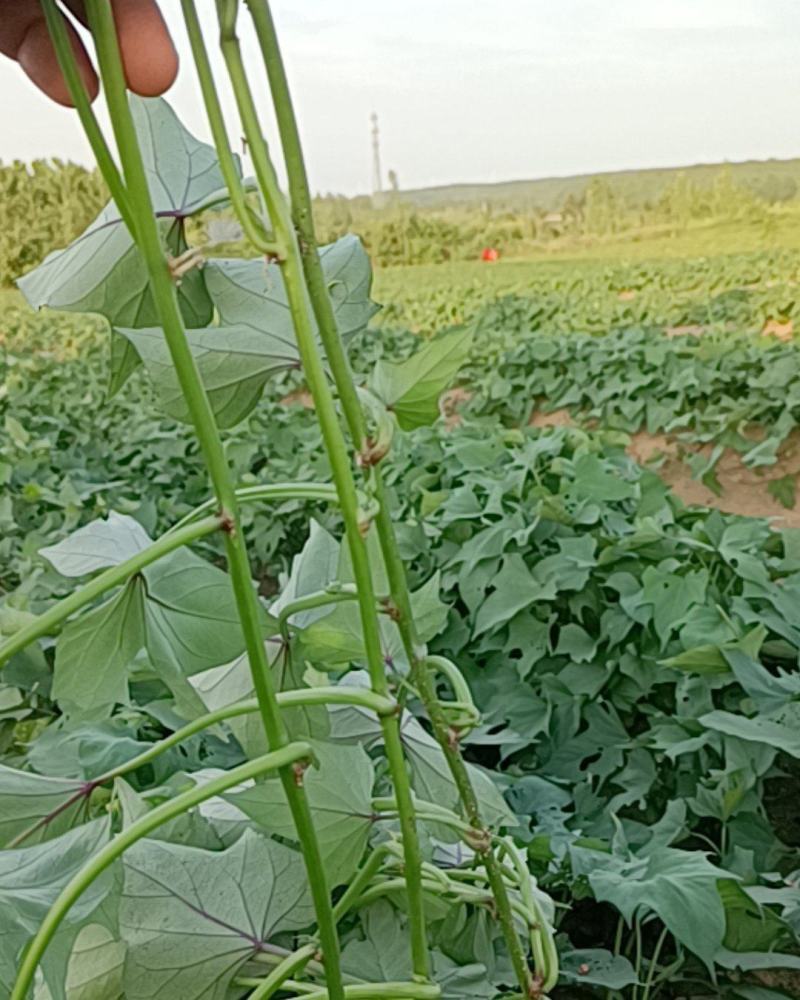 【红薯苗】苏薯303大田红薯苗早熟高产口感香甜
