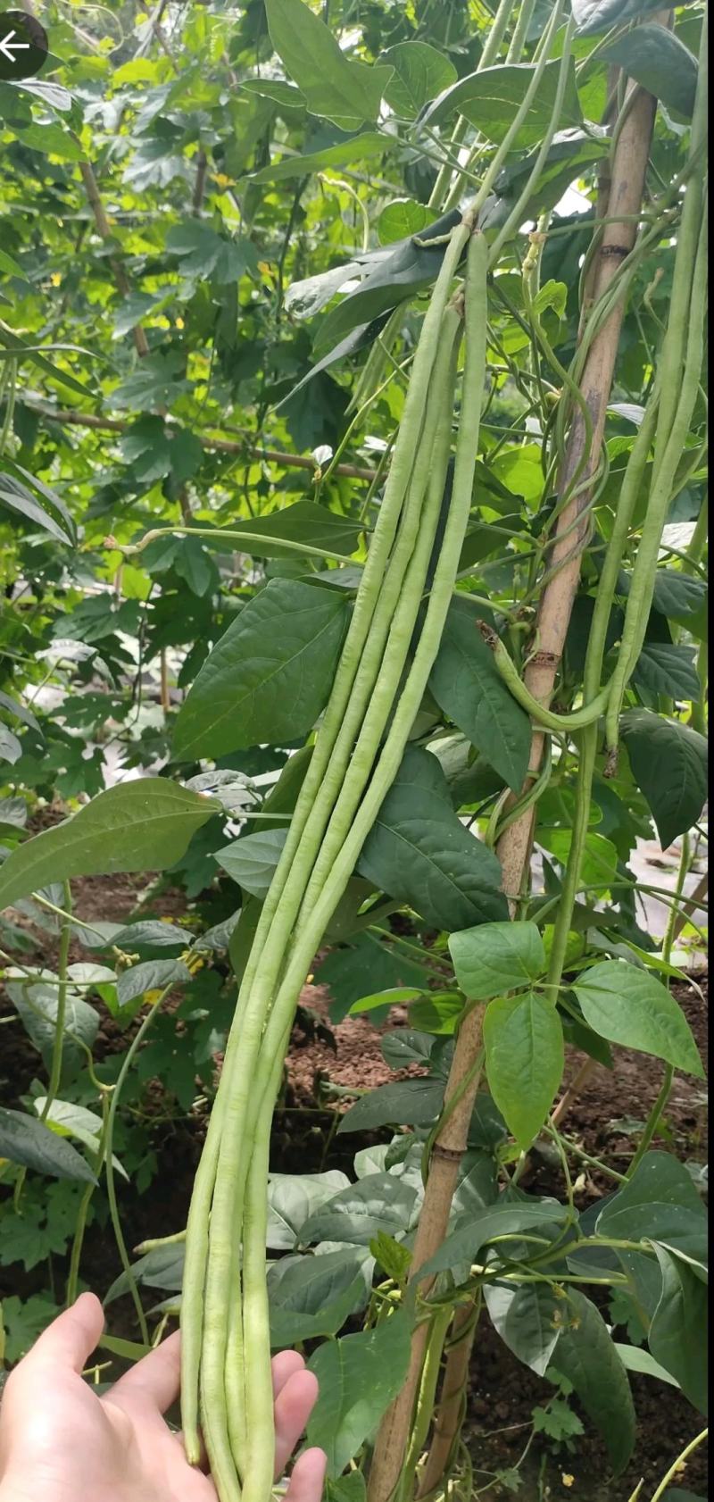 蓉翠一号豇豆种子菜豆种子蔬菜种子长豇豆种子批发