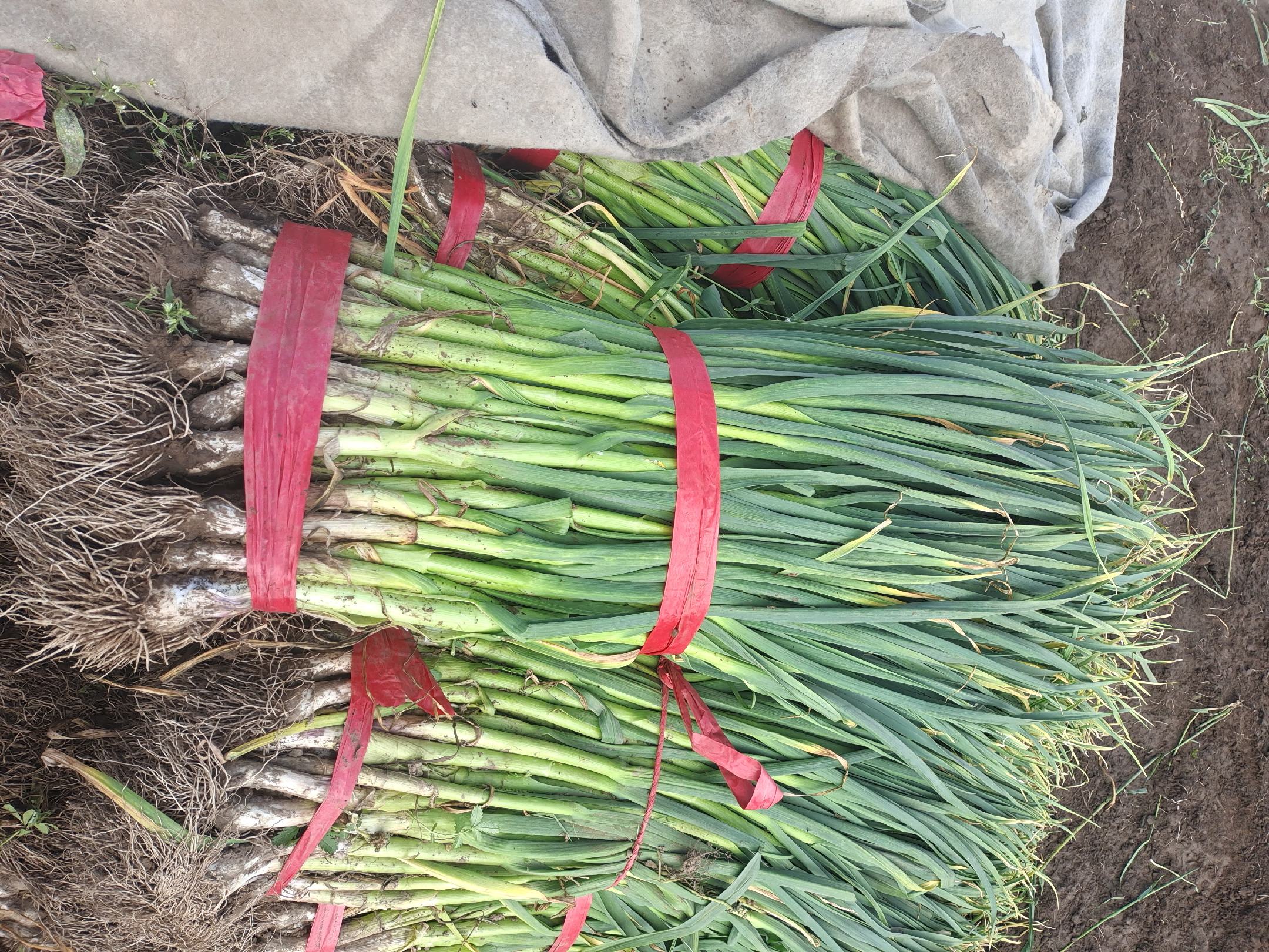 超市生鲜货架上整齐码放的新鲜蒜苗,每捆用橡皮筋捆扎,标签标明‘蒜苗’或‘青蒜’,背景有其他绿叶蔬菜 超市蔬菜区摆放整齐的蒜苗