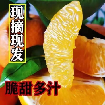 精品伦晚脐橙个大味甜，肉细化渣，枝头鲜果，看中即釆
