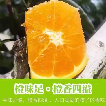 伦晚脐橙，枝头鲜果，看中即采，味道甜水份足