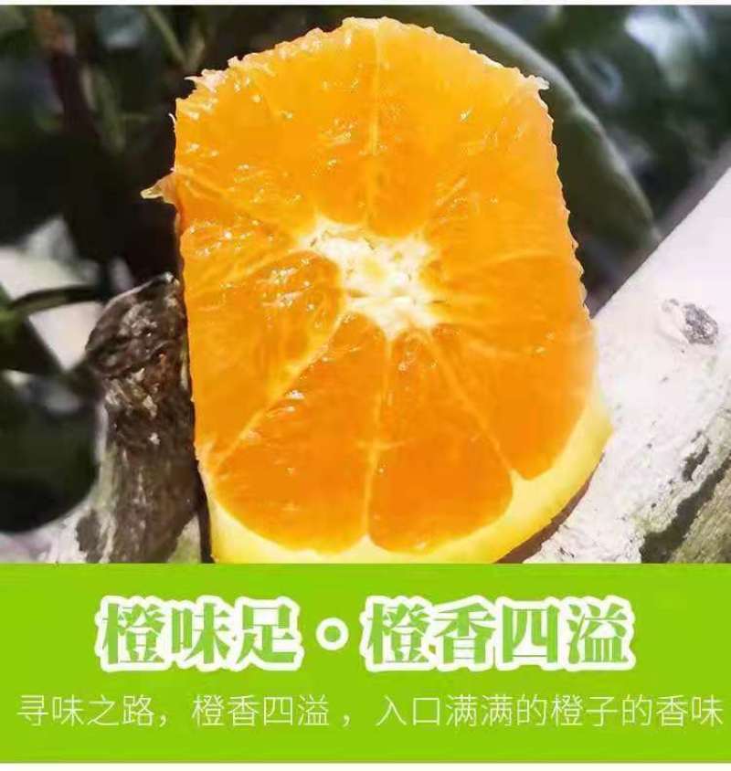 伦晚脐橙，枝头鲜果，看中即采，味道甜水份足