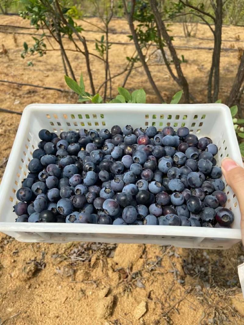 精品蓝莓