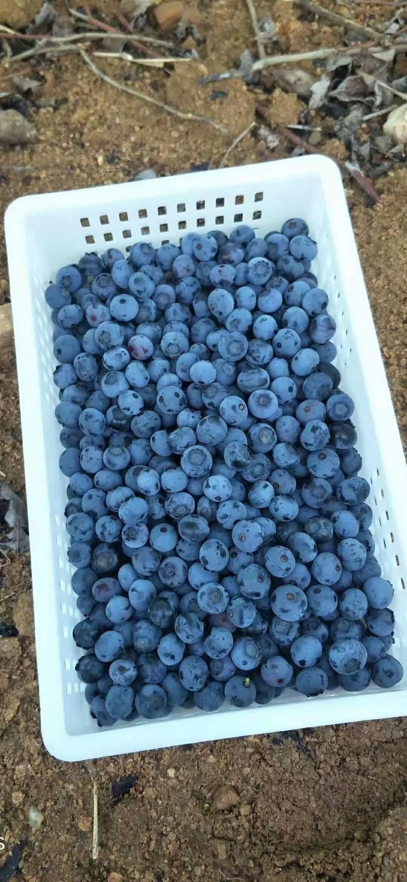 精品蓝莓