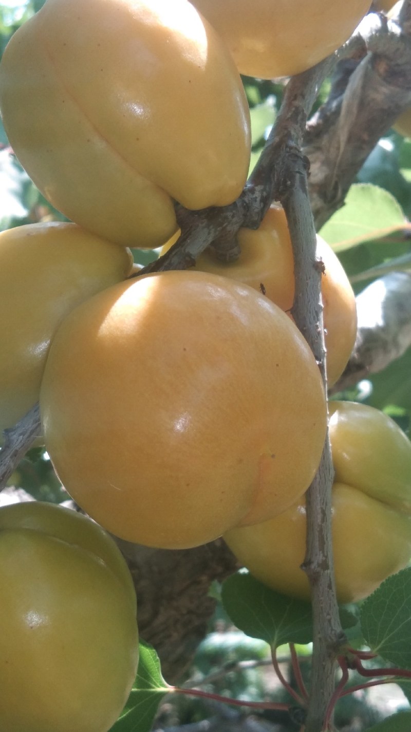 珍珠油杏，沂蒙山区果园直供，现摘现发，一件代发，包邮。
