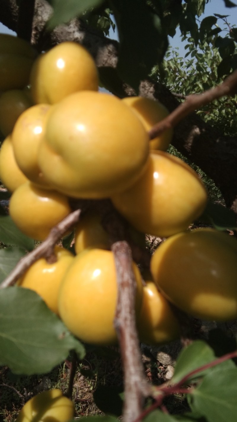 珍珠油杏，沂蒙山区果园直供，现摘现发，一件代发，包邮。