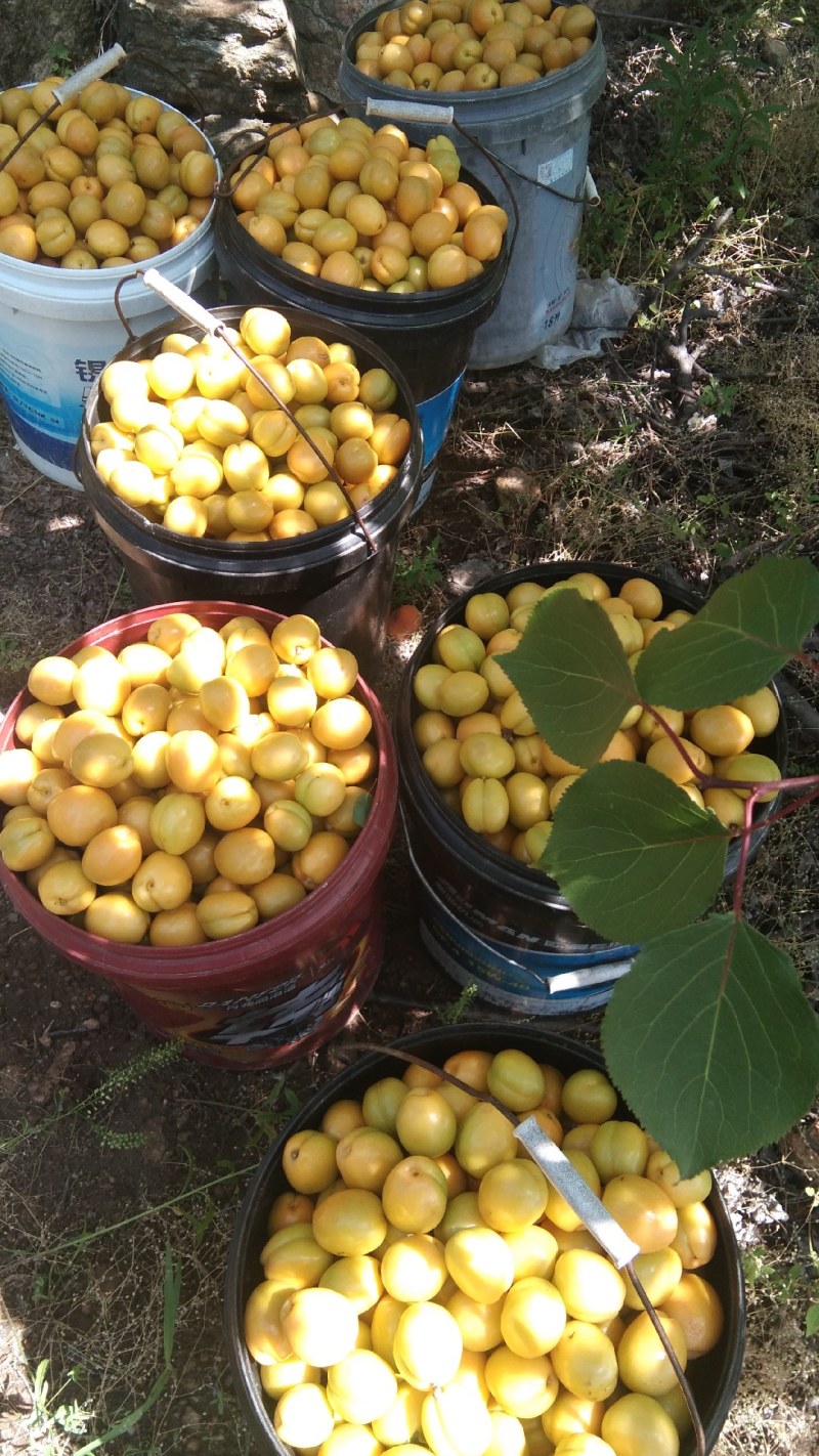珍珠油杏，沂蒙山区果园直供，现摘现发，一件代发，包邮。