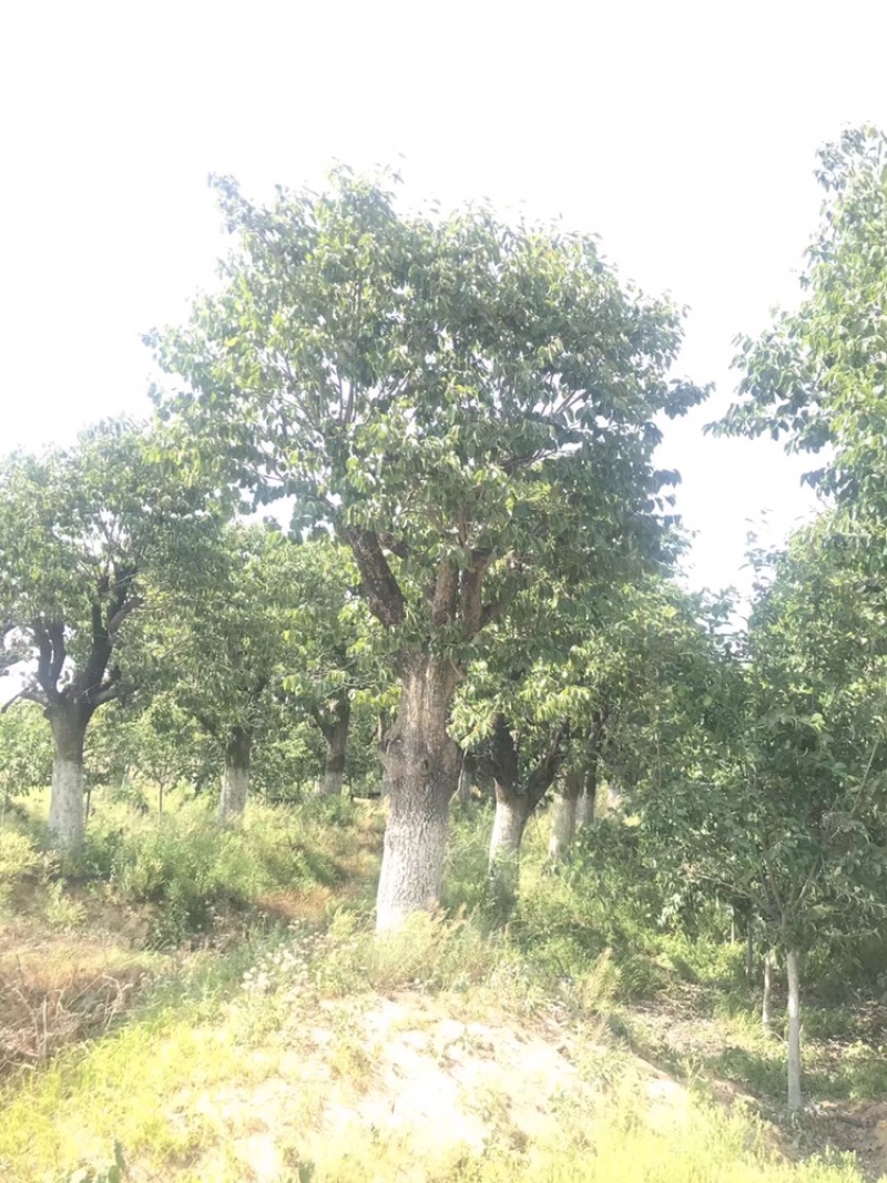 柿子树，古桩柿子树，40到50公分，假植大冠苗古柿子树
