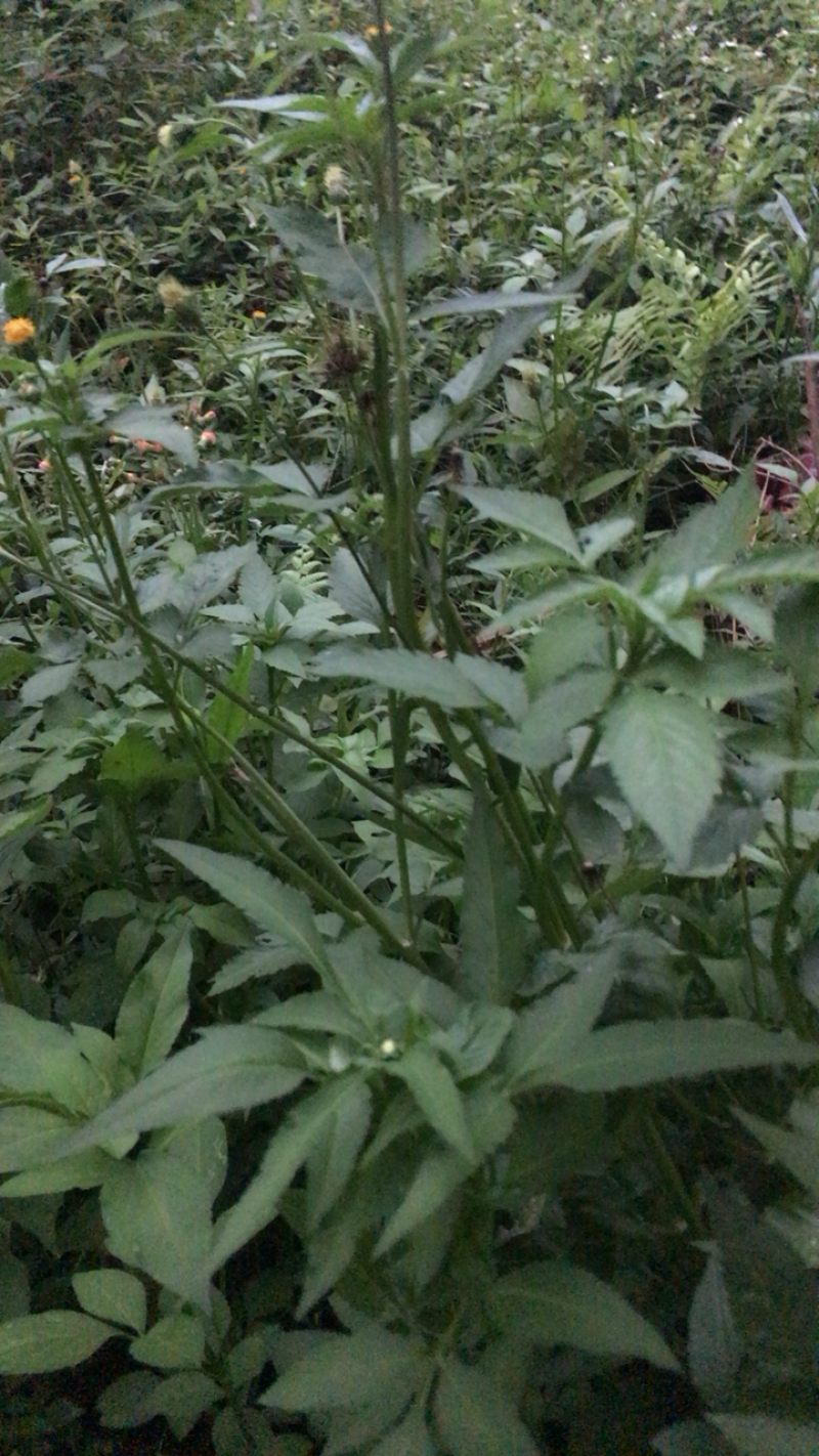 鬼针草，批发，零售