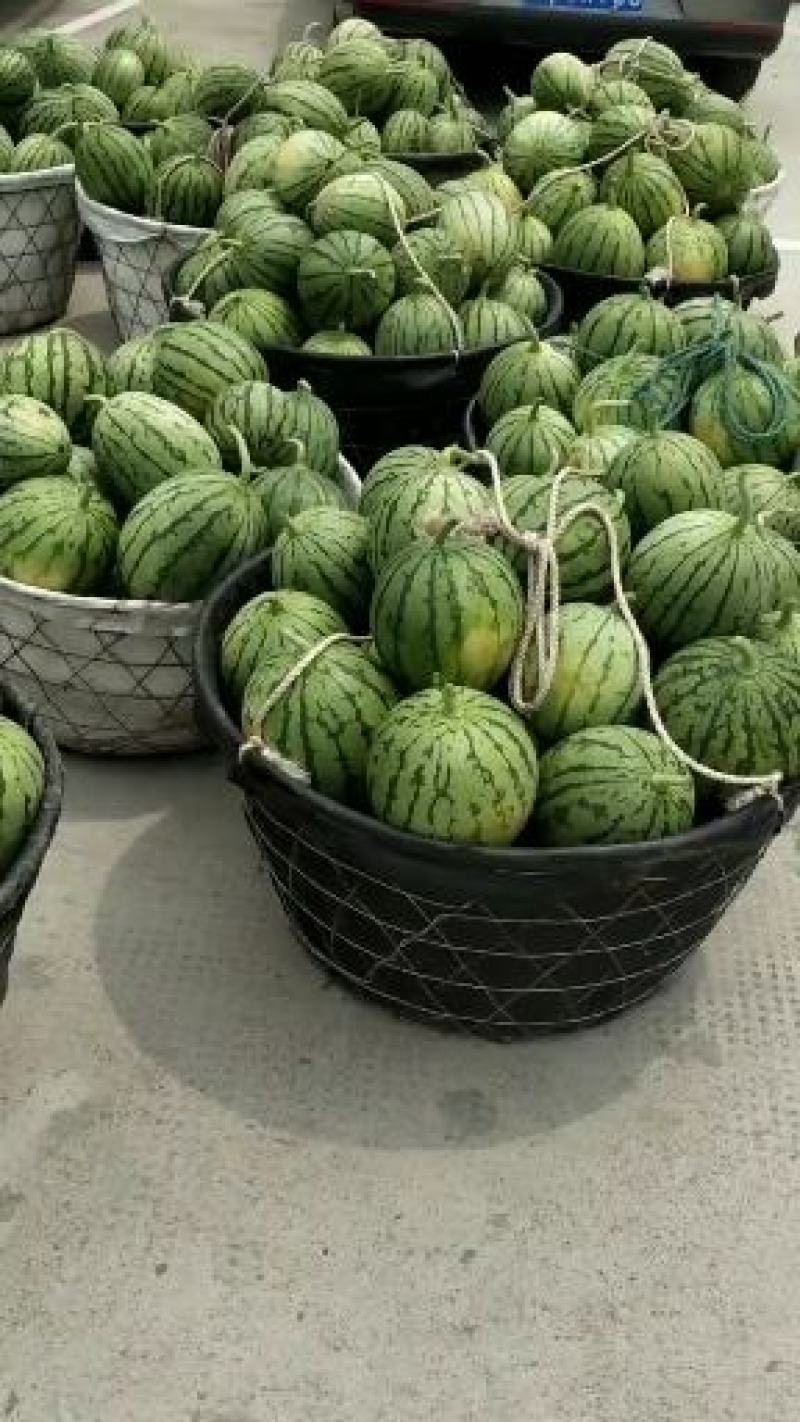 早春红玉大棚小西瓜早春红玉大棚小西瓜早春红玉大棚小西瓜早