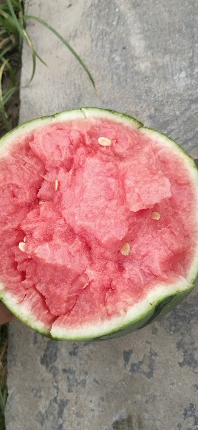 早春红玉大棚小西瓜早春红玉大棚小西瓜早春红玉大棚小西瓜早