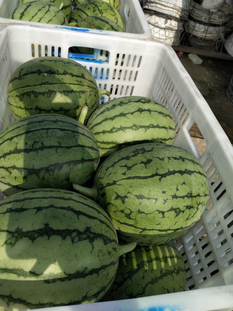 早春红玉大棚小西瓜早春红玉大棚小西瓜早春红玉大棚小西瓜早