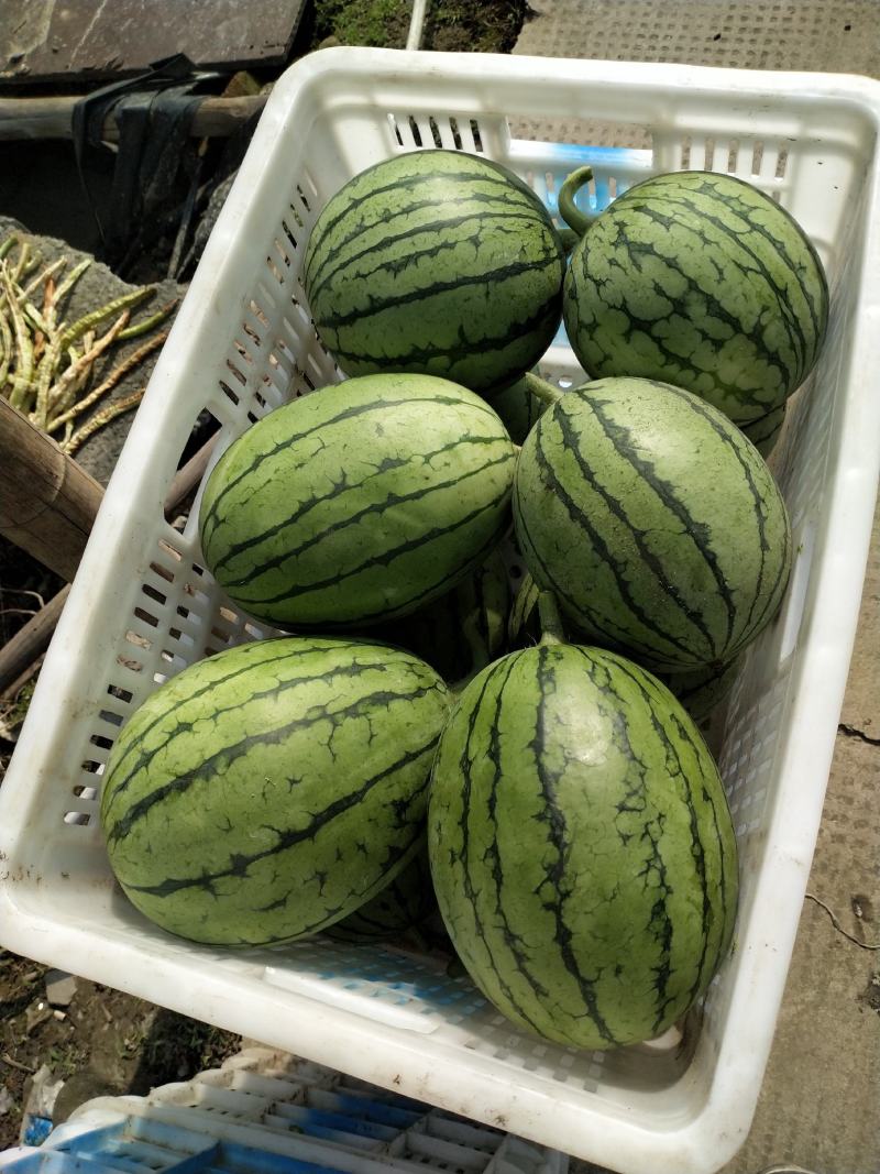 早春红玉大棚小西瓜早春红玉大棚小西瓜早春红玉大棚小西瓜早