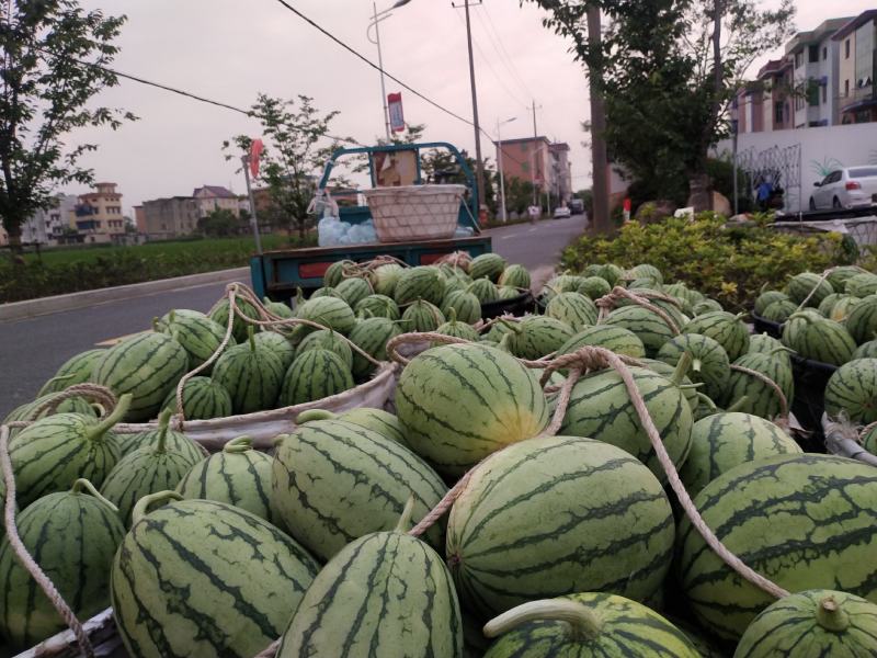 早春红玉大棚小西瓜早春红玉大棚小西瓜早春红玉大棚小西瓜早