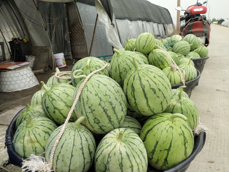 早春红玉大棚小西瓜早春红玉大棚小西瓜早春红玉大棚小西瓜早