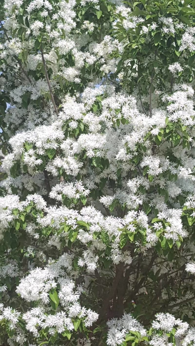 流苏树牛津子油根子树苗现挖现发各种规格流苏树