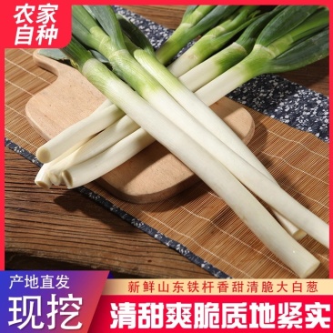 大葱